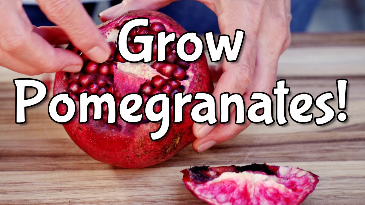 Mastering Pomegranate Seeds: Cleaning & Germination Secrets